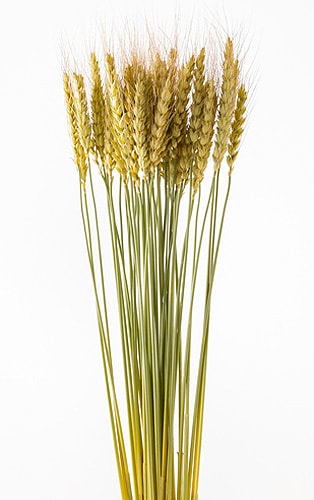 �������� ���� NG