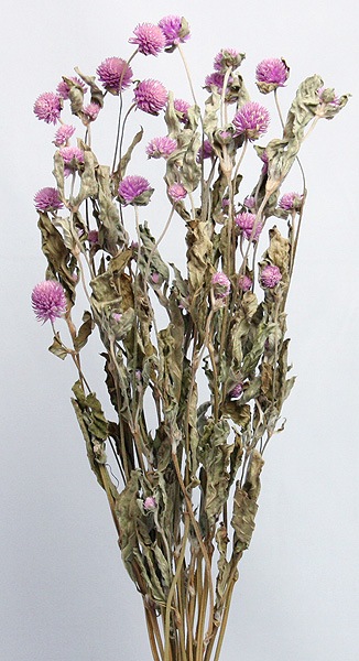 �������� ������ �饤��å�