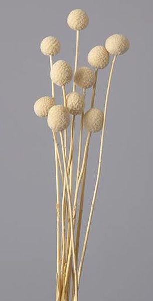 �������� �ӥ꡼�ܥ��� ���եۥ磻��