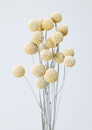 �������� �ӥ꡼�ܥ��󡦥������ߥå��� �����å���ۥ磻��