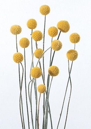 �������� �ӥ꡼�ܥ��󡦥������ߥå��� N