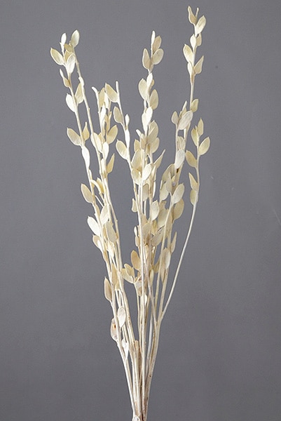 �������� �ե��ӥ��� ���եۥ磻��