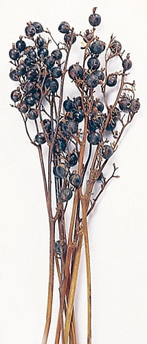 �������� �֥�å��٥꡼ N