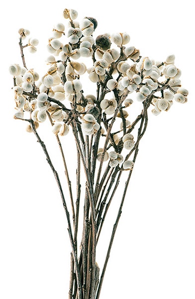 �������� �ʥ󥭥�ϥ����� N