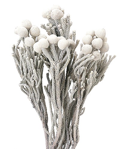 ❇️シルバーブルニア❣️ドライフラワー 大地農園 シルバーブルニア ウオッシュホワイト | 木の実・フラワー