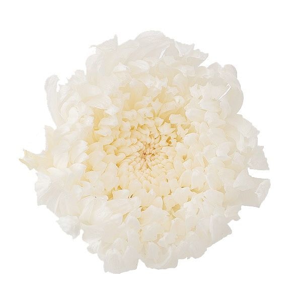 �������� �صơ����(6) ��