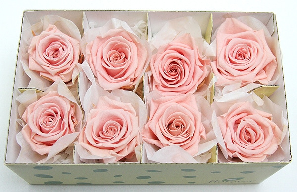 ��Outlet��Fe ��ǥ����ʥ��������ߥå���P