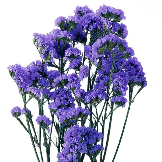 大地農園 スターチス パープル | プリザーブドフラワー花材