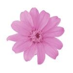 �������� ���˥�������12�� ���ꥹ����ԥ�