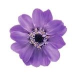 �������� ���˥�������12�� ��٥����