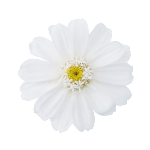 �������� ���˥�������12�� ��