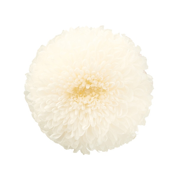 大地農園 ポンポン菊・ミディー(9) 白 | プリザーブドフラワー花材
