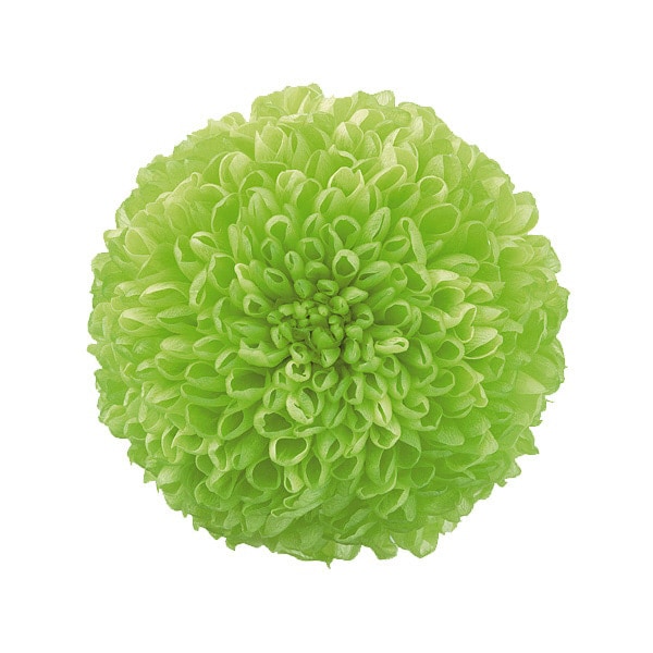 大地農園 ポンポン菊・ミディー(9) グリーン | プリザーブドフラワー花  