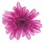 �������� ���Ȥ͵�(6) �饺�٥꡼