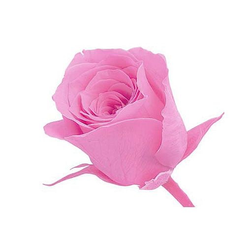 �������� �ӥӥ���(24) �ץ�󥻥��ԥ�