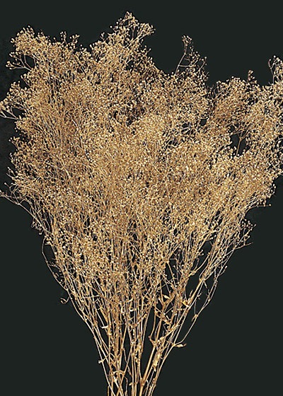 �������� �����ѡ����եȥߥ˥������� �������