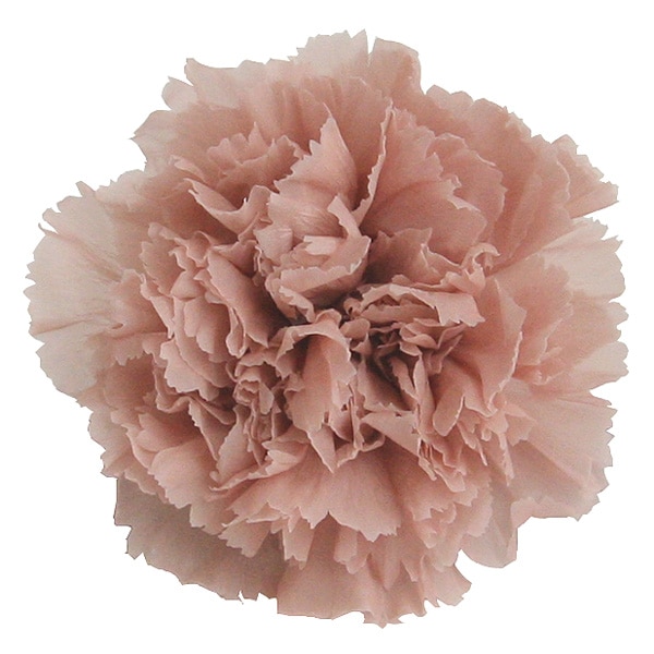 �������� �����͡������(8) �ߥ��ƥ����ԡ���