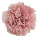 �������� �����͡������(8) �ߥ��ƥ����ԡ���