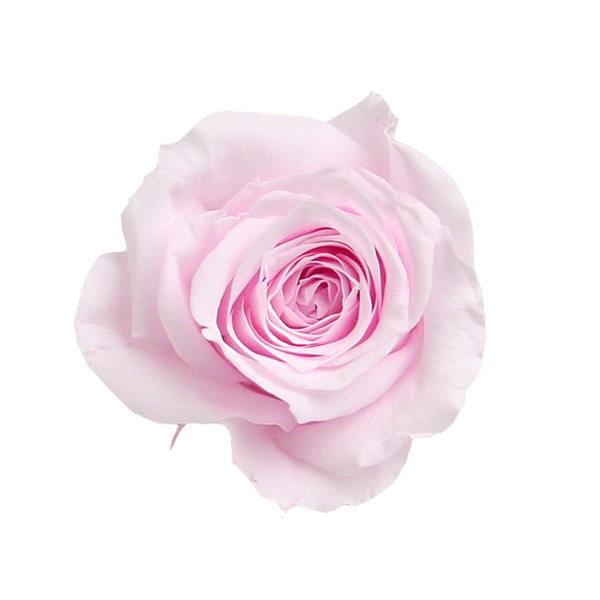 �������� ������������(9) ���㡼�٥åȥԥ�