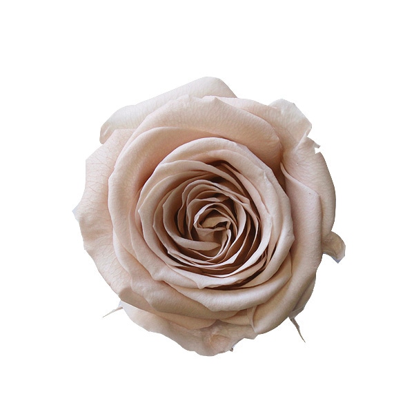 ��������. ������������(9) �����ѥ�ԥ�