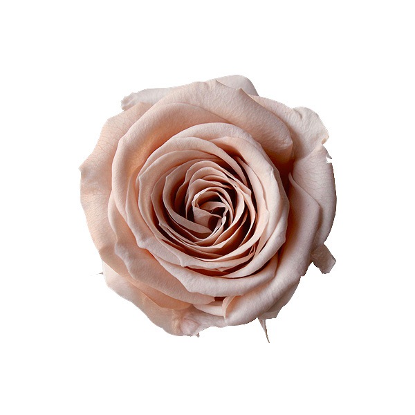 大地農園 ローズ・サラ(9) モーブピンク | プリザーブドフラワー花材