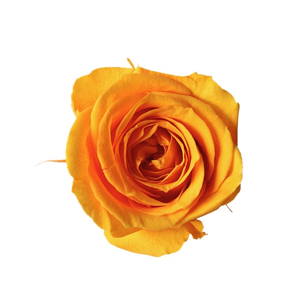 �������� ������������(9) �ե롼�ƥ��������