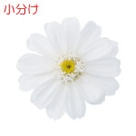 【小分け】大地農園 ジニア・小（4） 白