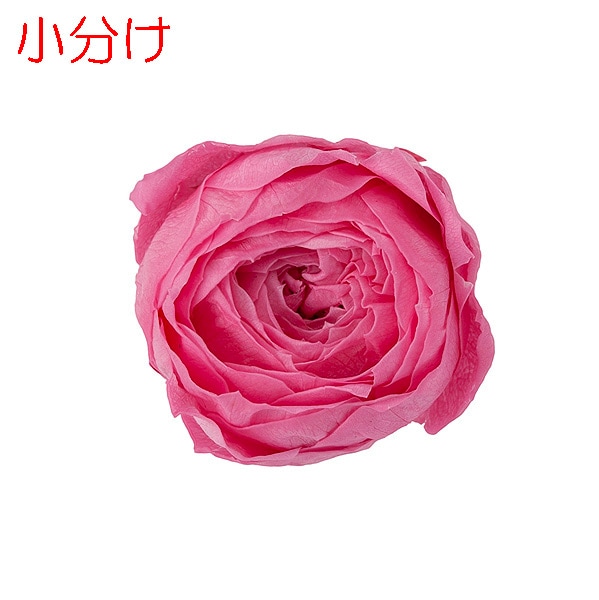 バラ花苗　切り花品種　和薔薇　うらら　蕾あり　接ぎ木苗 バラ花苗 切り花品種 和薔薇 うらら 蕾あり 接ぎ木苗 花