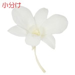 ھʬ ǥե(4) ԥ奢ۥ磻