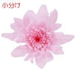 【小分け】大地農園 ことね菊(3) シャーベットピンク_