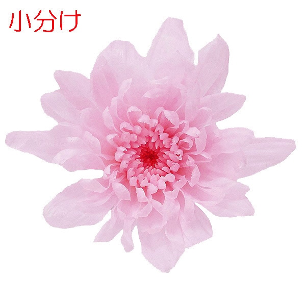 小分け】大地農園 ことね菊(3) シャーベットピンク_ | プリザーブド 