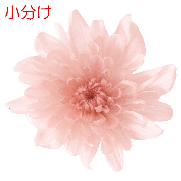 小分け】大地農園 ことね菊(3) シルキーピンク_ | プリザーブド 
