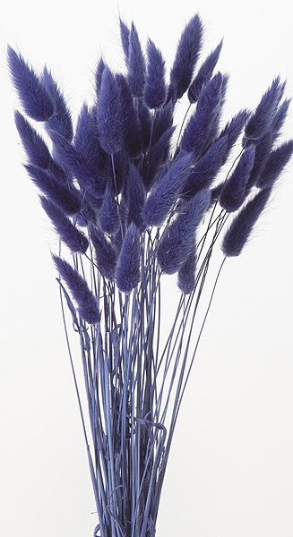 �������� �饰�饹 �ͥ��ӡ�