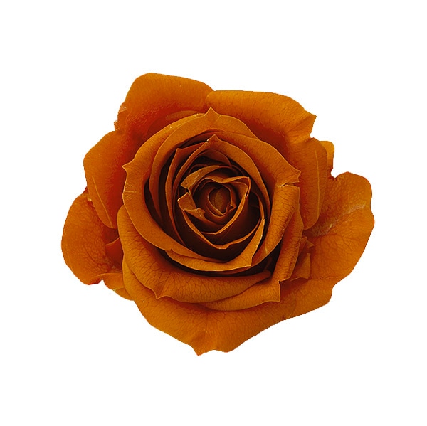 �������� ��������������(9)���Х�󥷥������