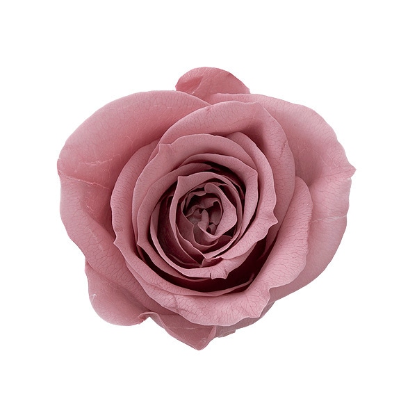 �������� ��������������(9)���饷�åȥԥ�