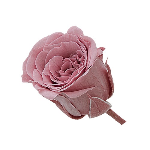 �������� ���������ӥӥ���(24) �饷�åȥԥ�