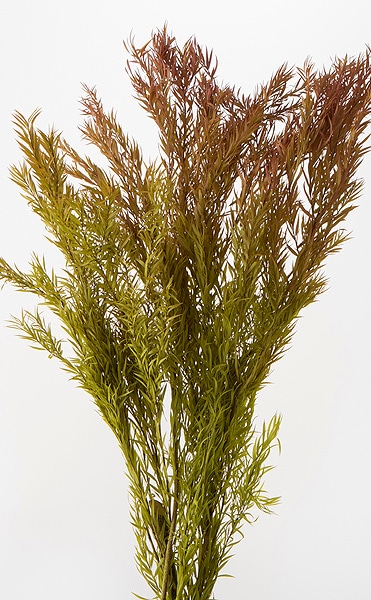 �������� �ƥ����ĥ꡼(���쥦��) ��å�/���꡼��