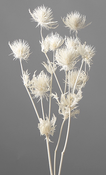 �������� ����󥸥塼�����ޥ��͡����� ���եۥ磻��