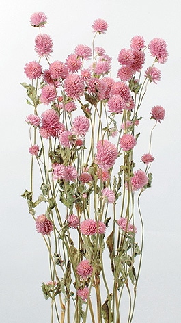 �������� ������ �ԥ�