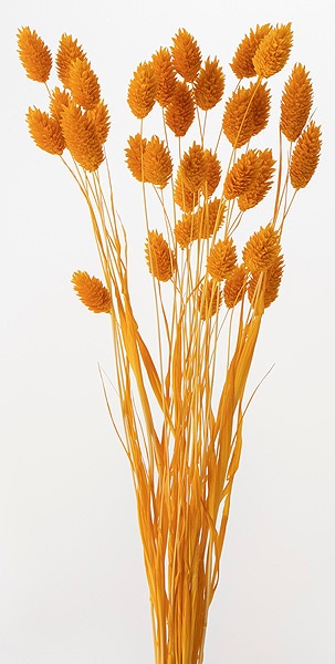 �������� �ݥ��ץ��� ��ޤ֤�����