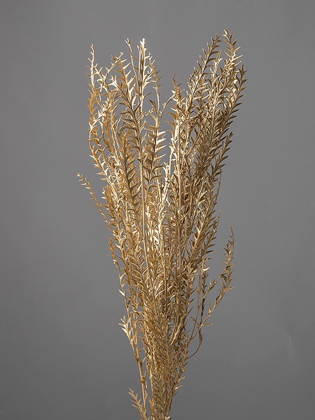 �������� ����ӥ쥢�������Х�ե��� �������