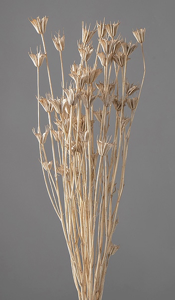 �������� �˥��饪�ꥨ�󥿥ꥹ �ۥ磻��/�������