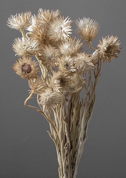 ��������. �ߥ˥���С��ǡ����� �ۥ磻��/�������