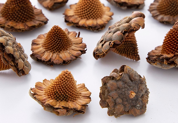 �������� �ᥭ������ϥå� N