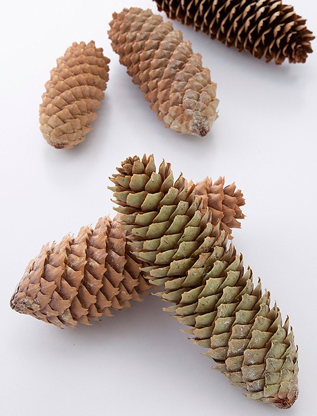 �������� �ȥ���(��)���������������� N