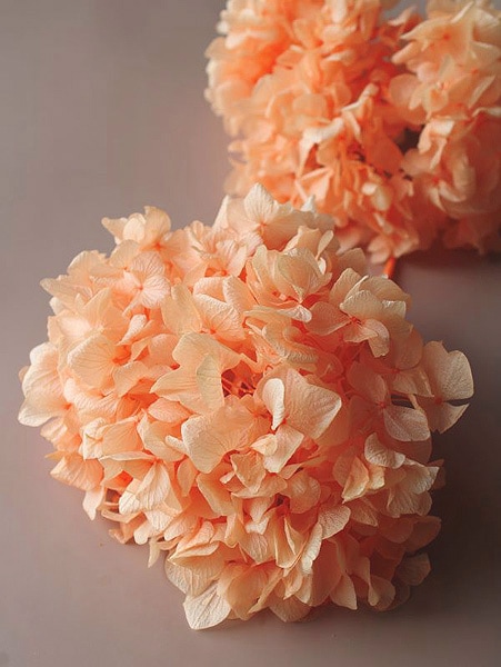 �������� ��ᥢ���������إå� ����ꥢ�����