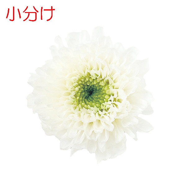 ھʬ Ǝߥե(4) ۥ磻ȥ꡼
