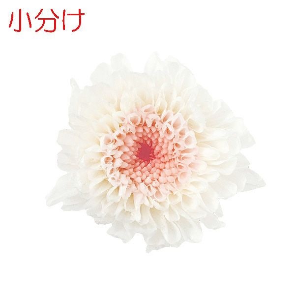 �ھ�ʬ������������ ���Ǝ��ߥ�ե�����(4) �ۥ磻�ȥԥ�