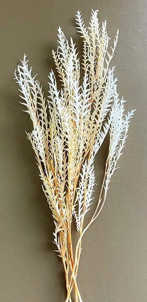 �������� ����ӥ쥢�������Х�ե��� �ʥ�����ۥ磻�ȡ�