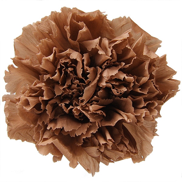 Florever �����͡������(6) �饤�ȥ��ե�